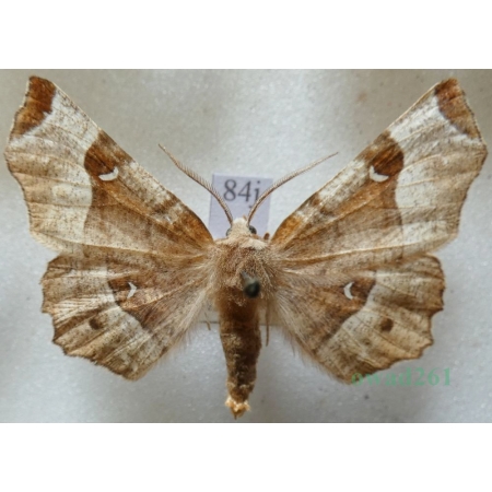 Selenia tetralunaria (Hufnagel, 1767) male Skrzytek dereniak Czech84j